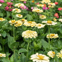 Zinnia- Isabellina