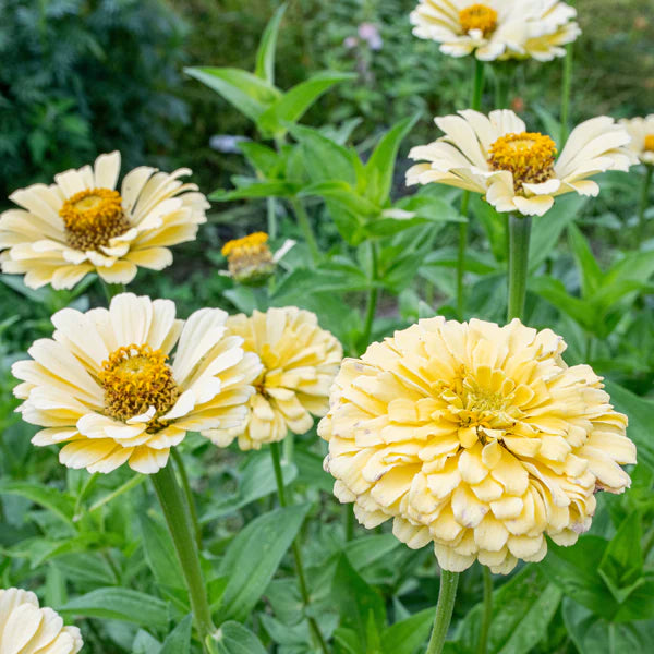 Zinnia- Isabellina