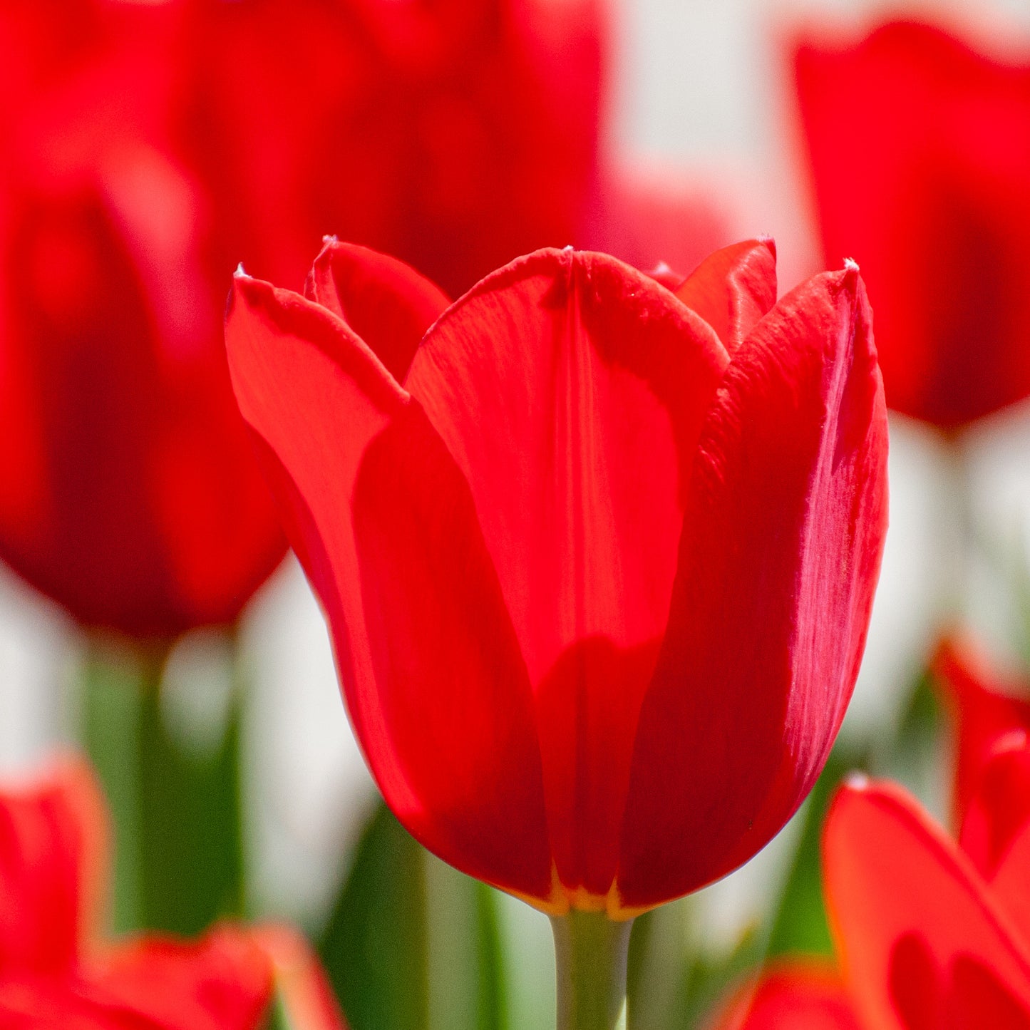 Variatie Red Tulip Mixture Seeds