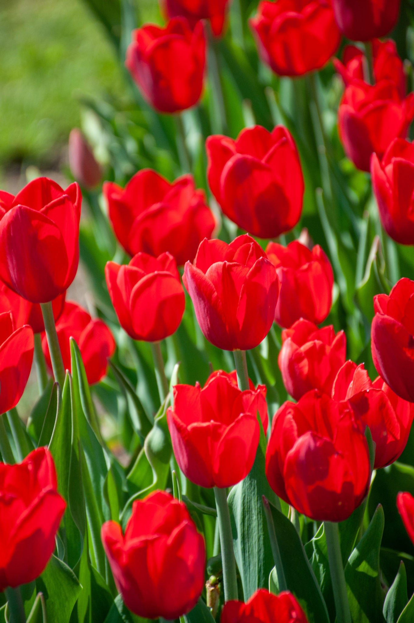 Variatie Red Tulip Mixture Seeds