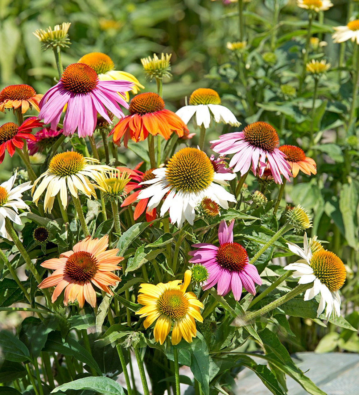 Breeder's Coneflower Mixture