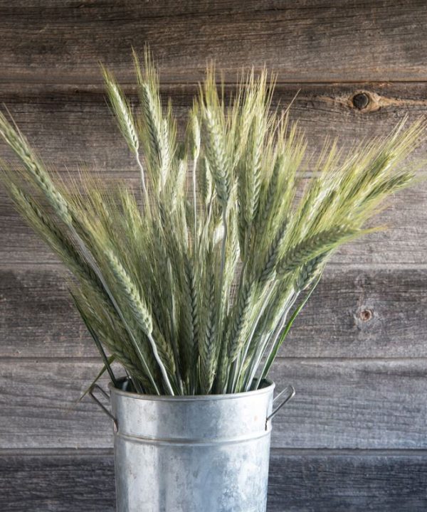 Black Tip Wheat – Ornamental Grass Seed