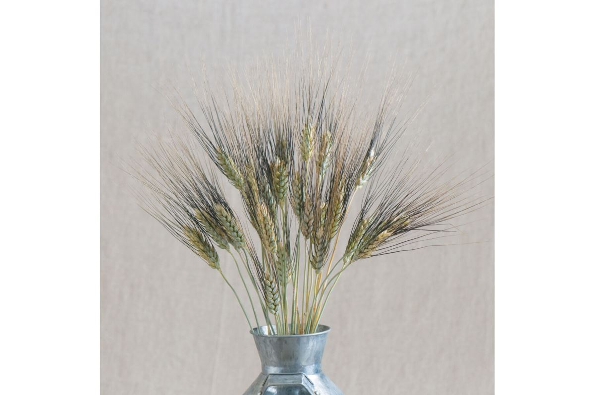 Black Tip Wheat – Ornamental Grass Seed