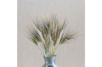 Black Tip Wheat – Ornamental Grass Seed