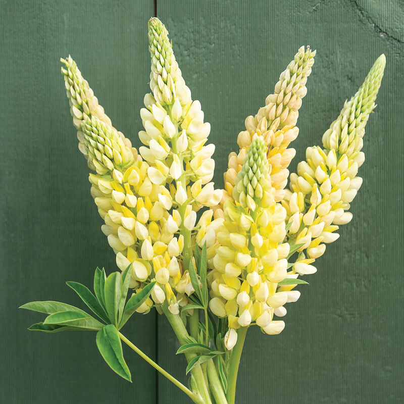 Chandelier – Lupine Seed