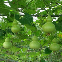 Fruitplant and vegetableplant, Po Lo gourd planthell gourd germi