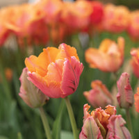 Salmon Parrot – Tulip