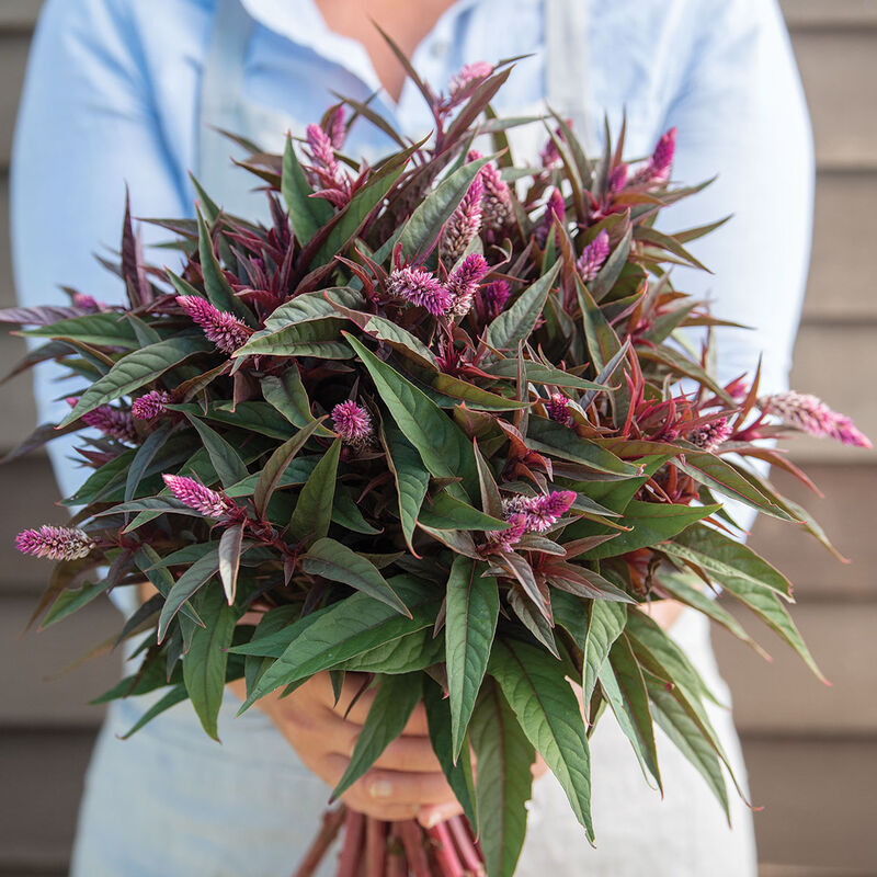 Flamingo Purple – Celosia Seed