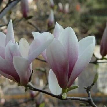 Magnolia Newly harvested with skin Seeds Wang Chunhua Magnolia S