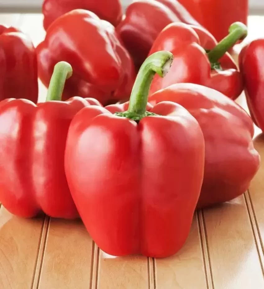 Capsicum- Big Red