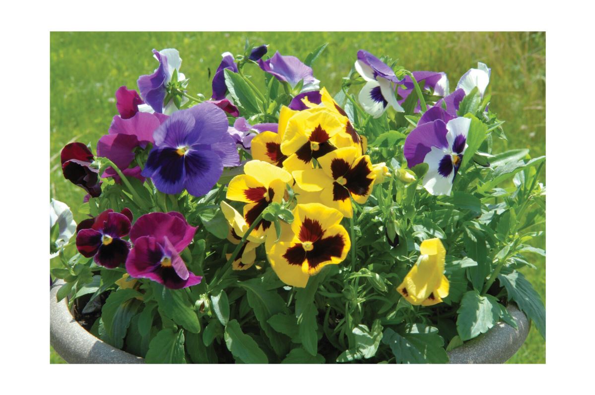 Majestic Giants II Formula Mix – Viola Seed