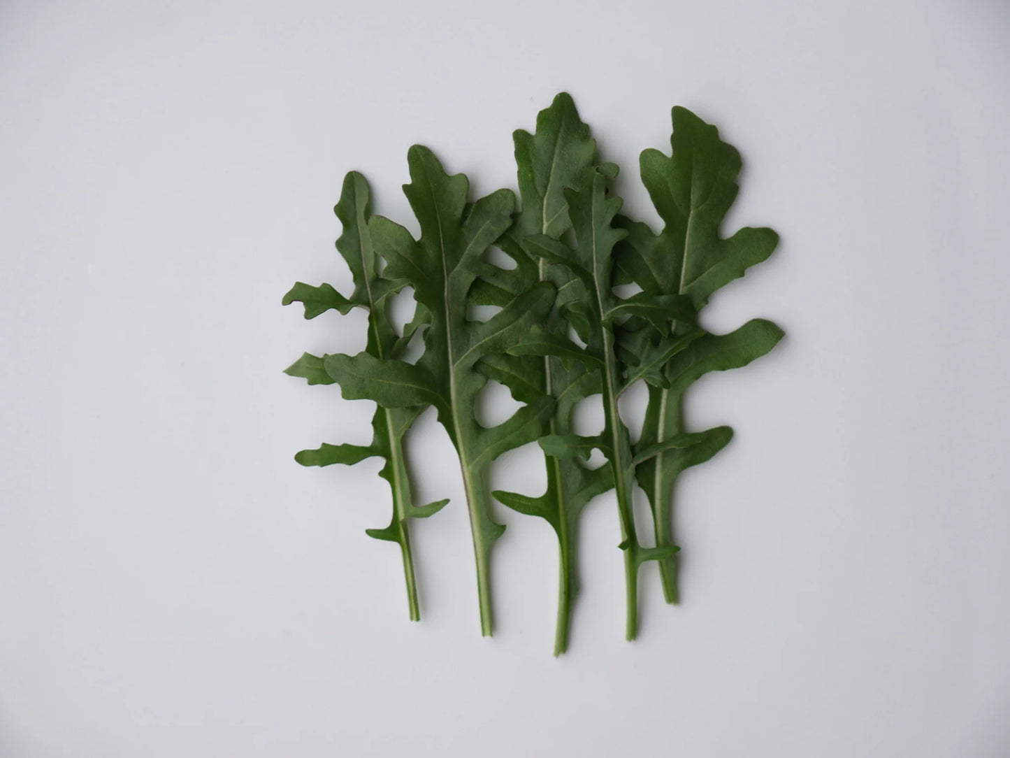 Bellezia – Organic Arugula Seed