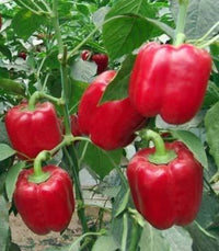 Capsicum- Big Red