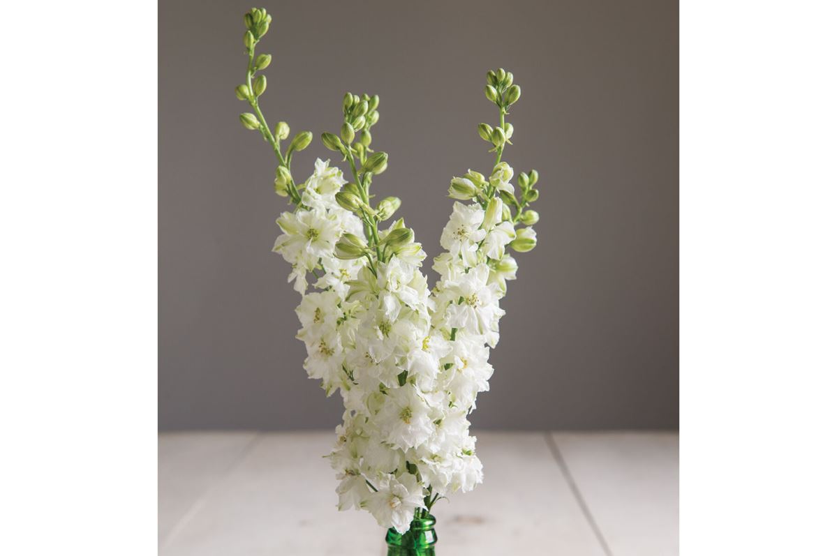 Sublime White – Larkspur Seed