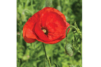 Corn Poppy – Flower Seed