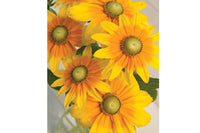 Prairie Sun – Film-Coated Rudbeckia Seed