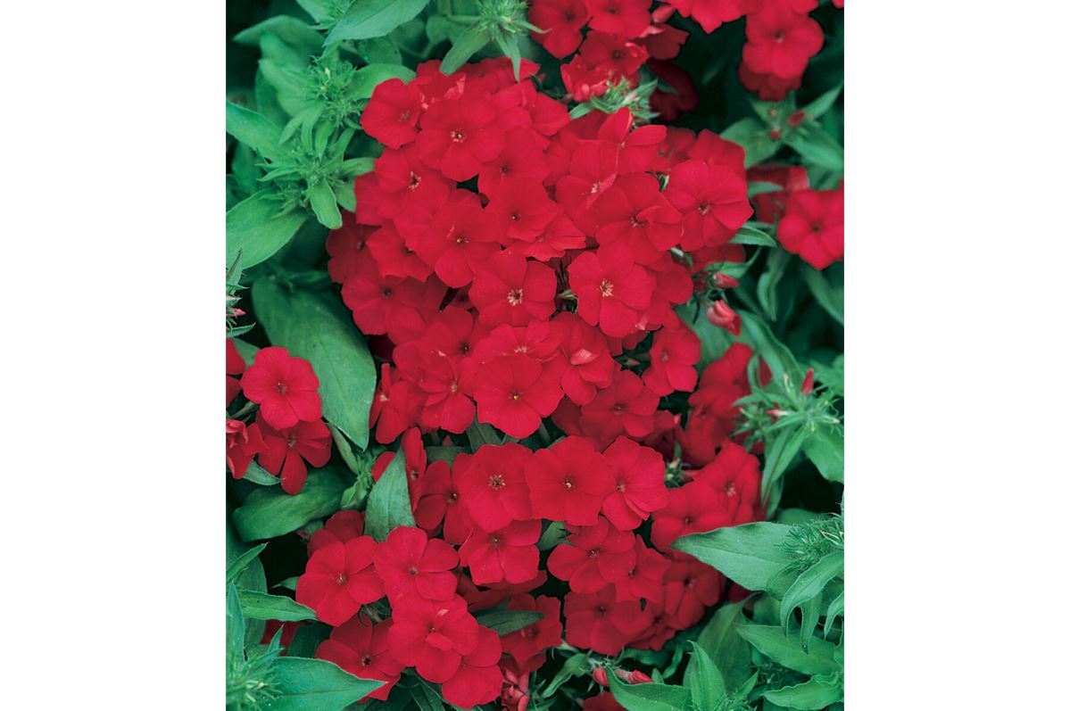 Scarlet – Phlox Seed