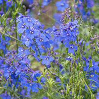 Belladonna Mix – Delphinium Seed