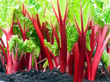 Rhubarb- Ever Red (Crown)