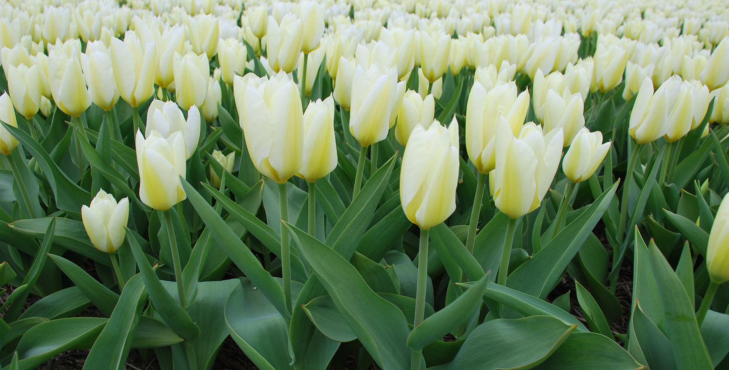 Tulip Purissima Cream White Bulbs