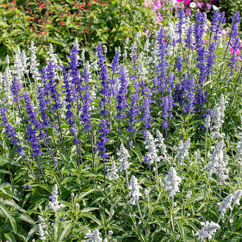 Victoria Blue – Salvia Seed