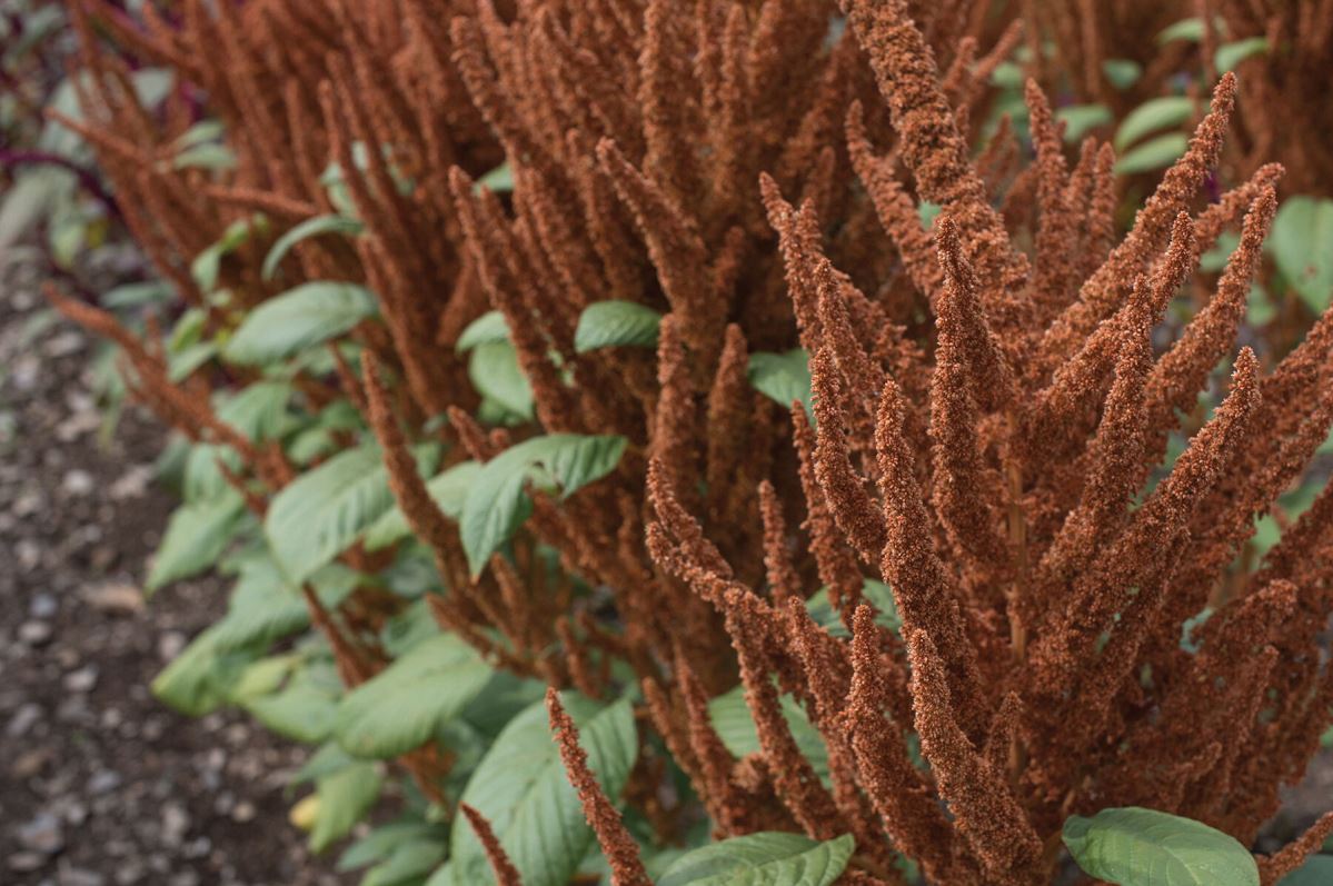 Hot Biscuits – Amaranthus Seed