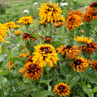 Cherokee Sunset Mix – Rudbeckia Seed