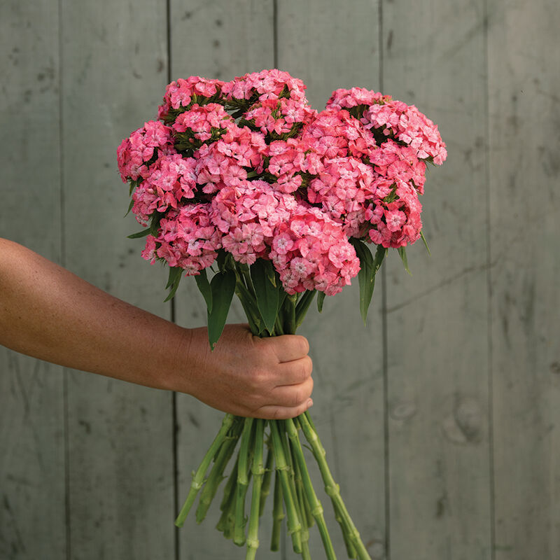 Barcelona Pink – Dianthus Seed