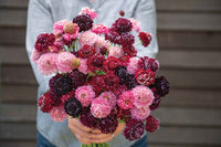 Triple Berry Mix – Scabiosa Seed