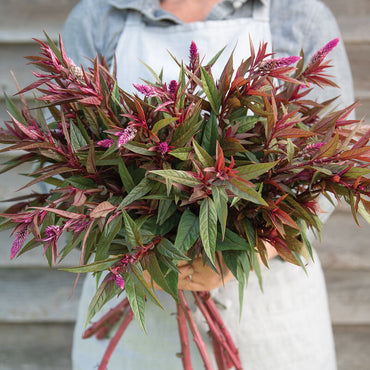 Flamingo Purple – Celosia Seed