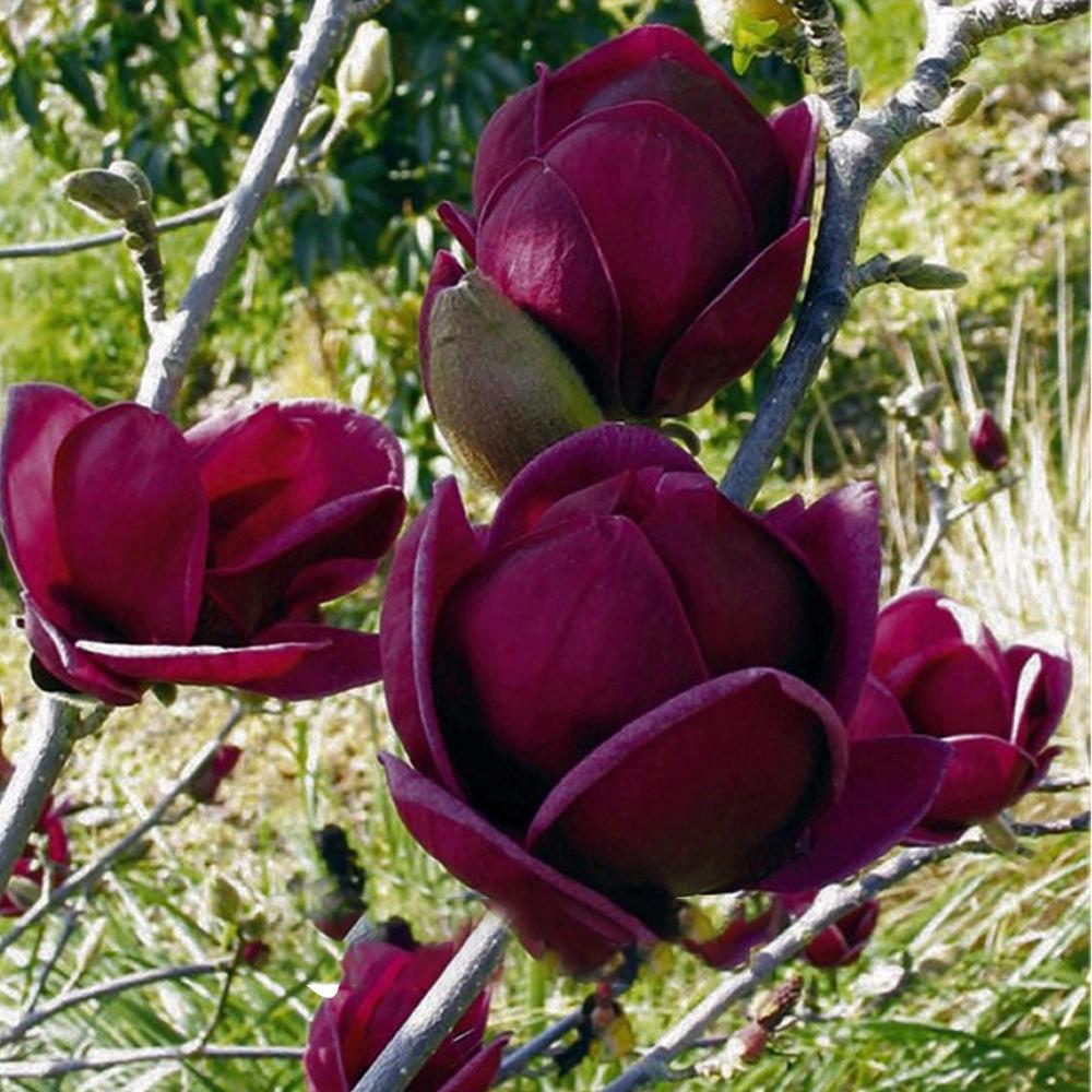 Deep Purple Black Magnolia Yulan Tree Flower Tulip Tree Seeds