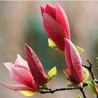 Magnolia Newly harvested with skin Seeds Wang Chunhua Magnolia S