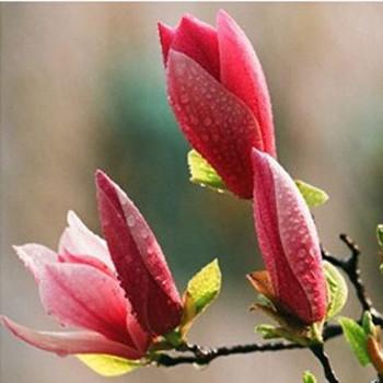 Magnolia Newly harvested with skin Seeds Wang Chunhua Magnolia S