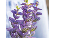 Oxford Blue – Heirloom Salvia Seed