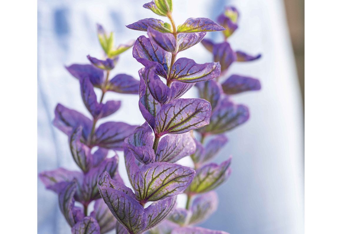 Oxford Blue – Heirloom Salvia Seed