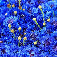 Aster Matsumoto Blue Tipped White