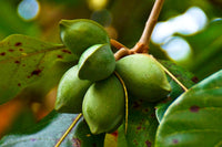 Terminalia Catappa, Bengal Almond - Seeds