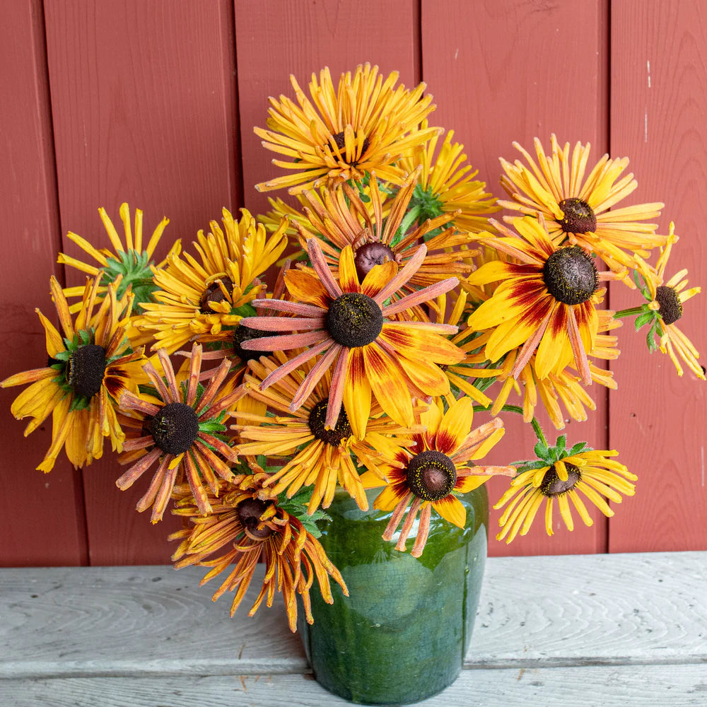 Chim Chiminee Mix – Rudbeckia Seed