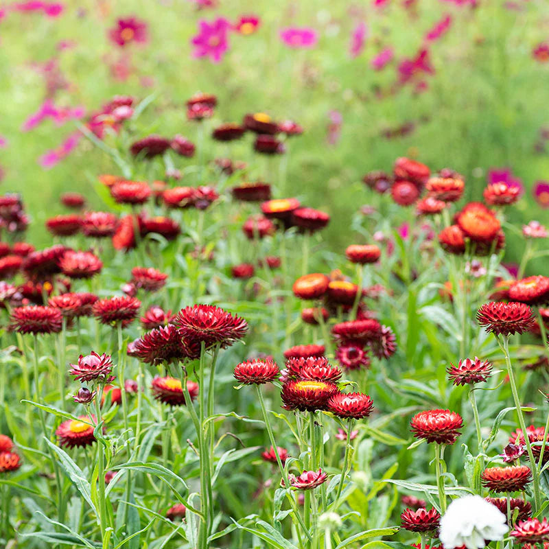 King Size Red – Strawflower Seed