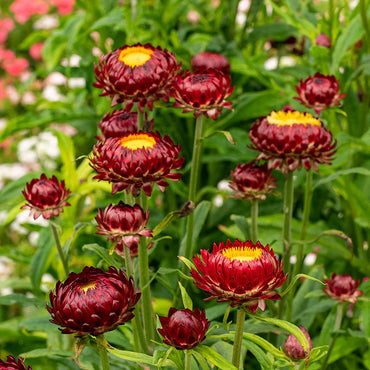 King Size Red – Strawflower Seed