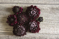 Black Knight – Scabiosa Seed