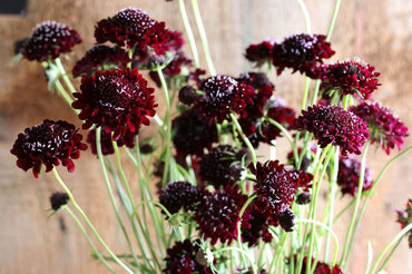 Black Knight – Scabiosa Seed