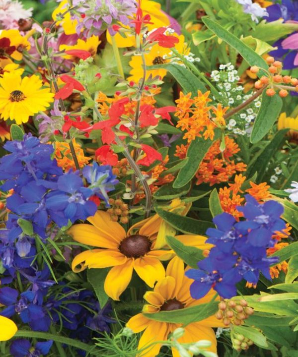 Butterfly & Hummingbird Mix – Flower Seed