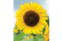 Full Sun Improved – Sunflower Seed