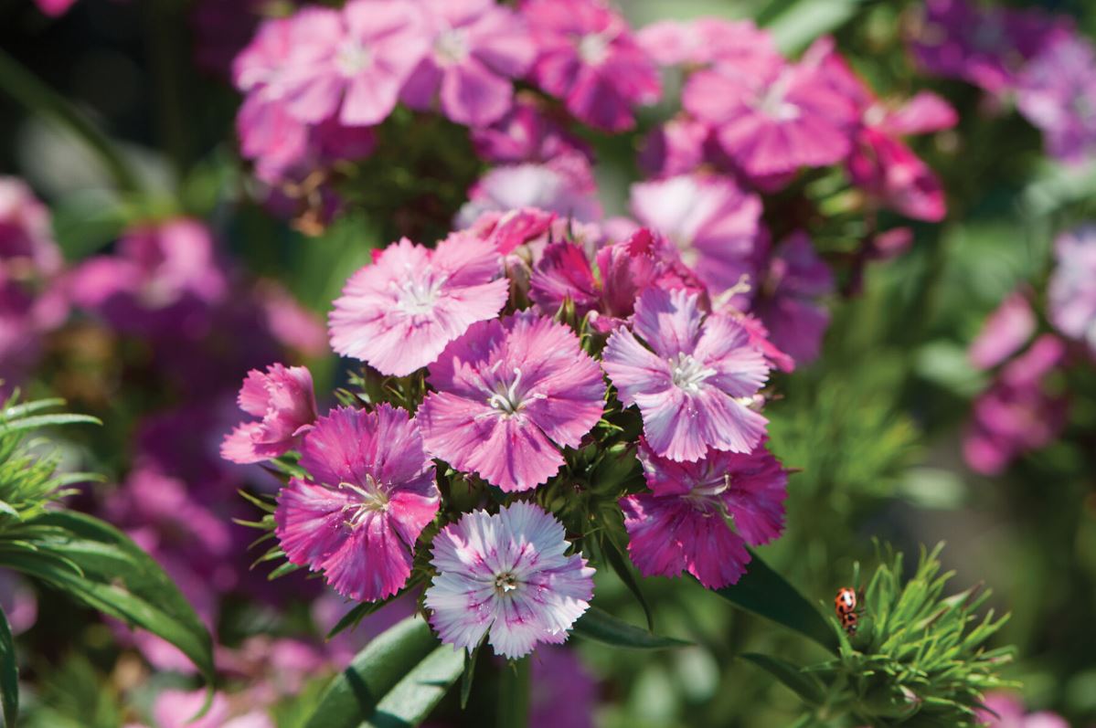 Amazon Neon Rose Magic Dianthus