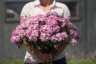 Amazon Neon Rose Magic Dianthus