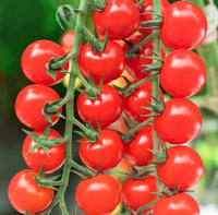 Tomato Hybrid Suhyana Vegetable Seeds