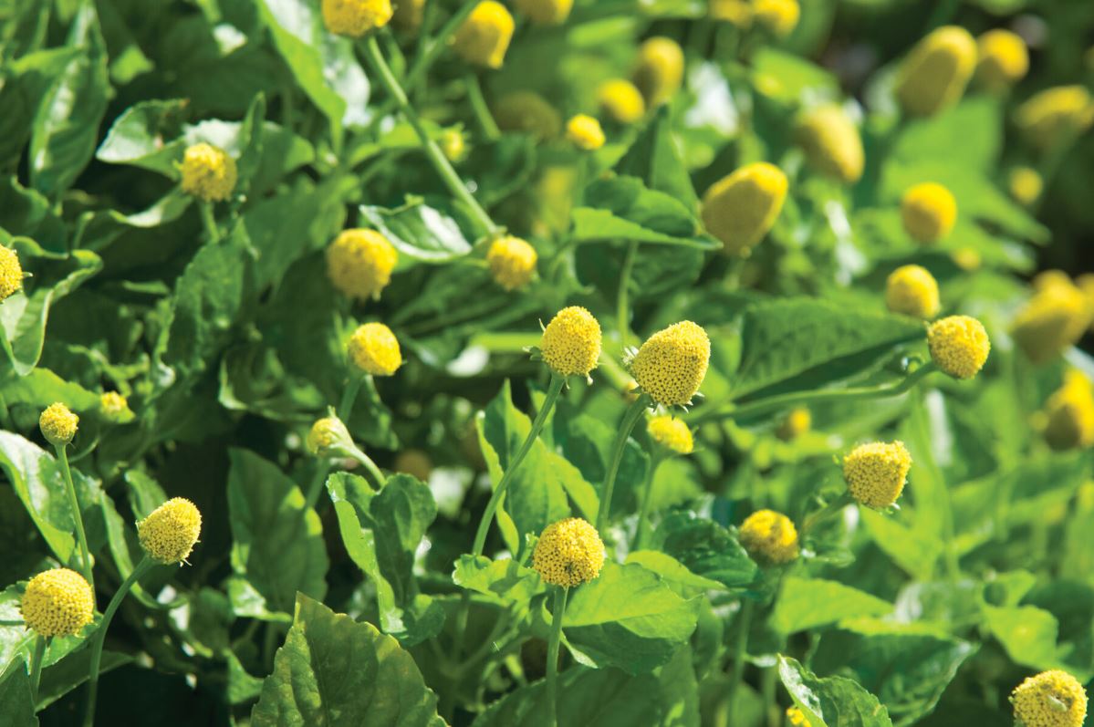 Lemon Drops – Spilanthes Seed