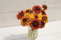 Cherokee Sunset Mix – Rudbeckia Seed