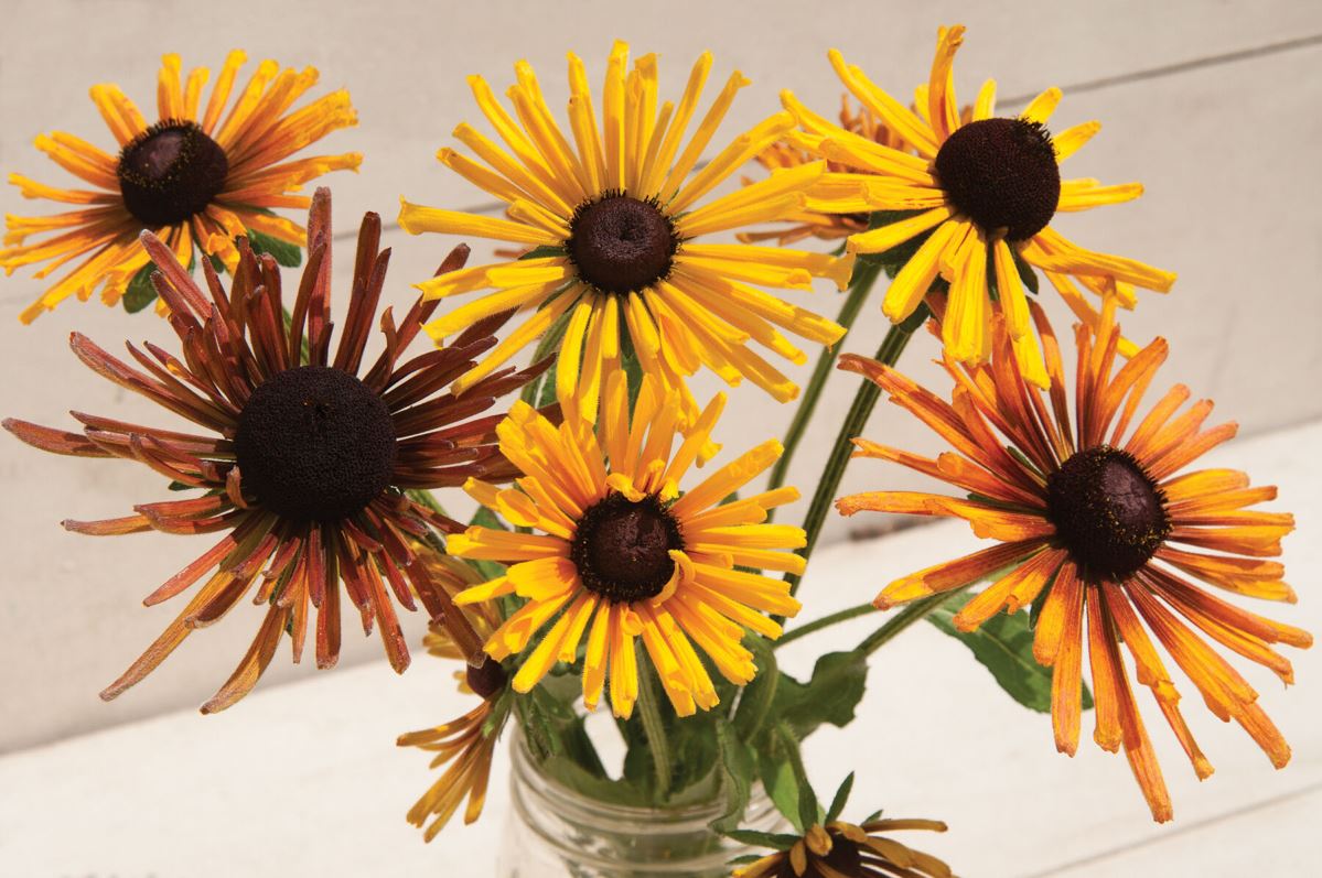 Chim Chiminee Mix – Rudbeckia Seed